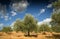 Tuscan rural landscape. Beautiful Olive Trees with Blue Cloudy Sky. Summer Season, Tuscany.