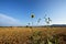 Tuscan Seascapes, sunflowers