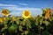 Tuscan Seascapes, sunflowers II