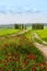 Tuscan summer landscape with cypresses