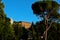 Tuscan trees San Miniato al Monte, Florence, Italy