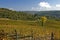 Tuscan Vineyard