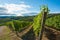 Tuscan Vineyard