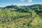 Tuscan vineyard early autumn with row of grapes