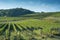 Tuscan vineyard early autumn with small stone hut 3