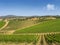 Tuscan vineyard landscape in spring time.