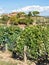 Tuscan vineyard with red grapes.