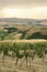Tuscan vineyard with rolling hills.