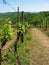 Tuscan vineyard in springtime