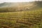 Tuscan vineyard at sunrise