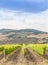 Tuscan wineyard