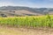 Tuscan wineyard