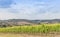 Tuscan wineyard