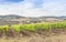 Tuscan wineyard