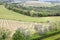 Tuscan wineyards
