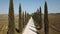 Tuscany, aerial landscape of a cypress avenue near the vineyards