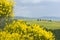 TUSCANY countryside, blooming bush