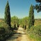 Tuscany countryside with country road lined with cypress and pin