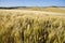 TUSCANY countryside with distant farm