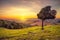 Tuscany countryside panorama and windy olive tree on sunset. Pis