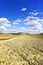 Tuscany, Crete Senesi farmland country landscape, Italy.