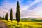 Tuscany, cypress tree group and rural road. Volterra, Pisa Italy