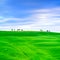 Tuscany, cypress trees and green fields. San Quirico Orcia, Italy.