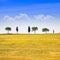 Tuscany, cypress trees and green fields. San Quirico Orcia, Italy.