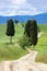 Tuscany cypress trees with track