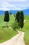 Tuscany cypress trees with track