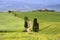 Tuscany cypress trees with track