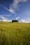 Tuscany cypresses