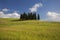 Tuscany cypresses