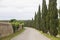 Tuscany cypresses