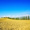 Tuscany, farmland, cypress trees row and field. Siena, Val d Orcia