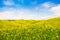 Tuscany landscape with field of flowers in Val d Orcia, Italy