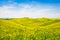 Tuscany landscape with field of flowers in Val d Orcia, Italy