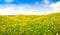 Tuscany landscape with field of flowers in Val d Orcia, Italy