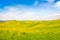 Tuscany landscape with field of flowers in Val d Orcia, Italy