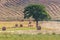 Tuscany landscape with hay bales, lonely tree, hills and meadow. Val d`orcia, Italy.