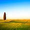 Tuscany, lonely cypress tree. Siena, Orcia valley