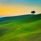 Tuscany, lonely tree and green fields on sunset. Volterra, Pisa,