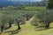 Tuscany olive tree