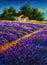 Tuscany Original oil painting warm old rural house farmhouse in the purple lavender field