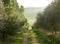 Tuscany, path among trees