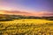 Tuscany spring, rolling hills and wheat on sunset. Siena rural l