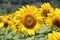 Tuscany summer Landscape with Sunflowers