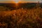Tuscany sunset, field with dry grass in the foreground and blurry hills on background