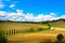 Tuscany, vineyard, cypress trees and road, rural landscape, Ital