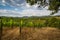 Tuscany vineyards at dawn